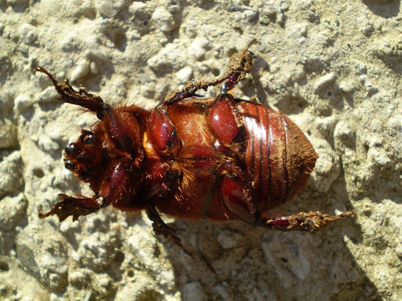 Oryctes nasicornis femmina